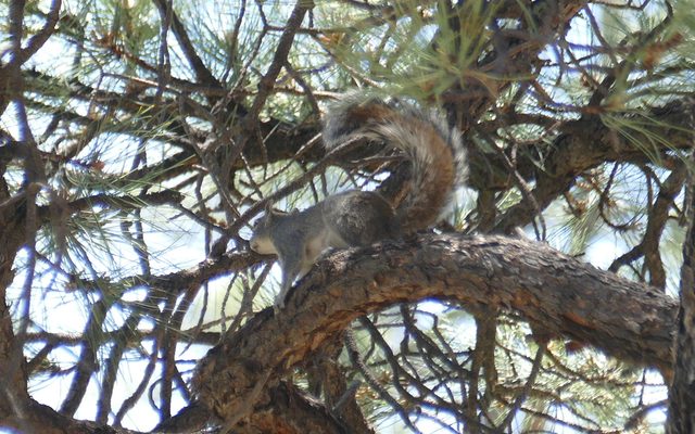 Arizona Grey Squirrel reference