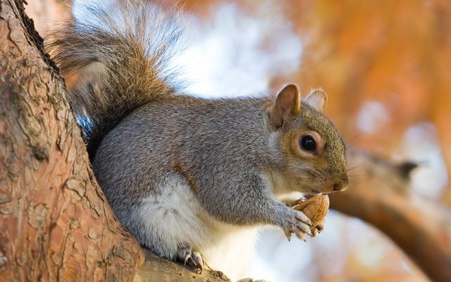 Eastern Gray Squirrel reference