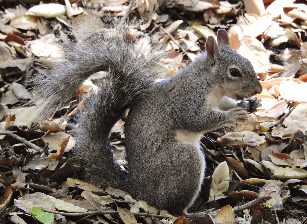 Western Gray Squirrel reference