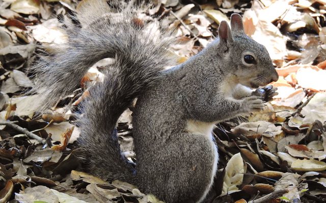 Western Grey Squirrel reference
