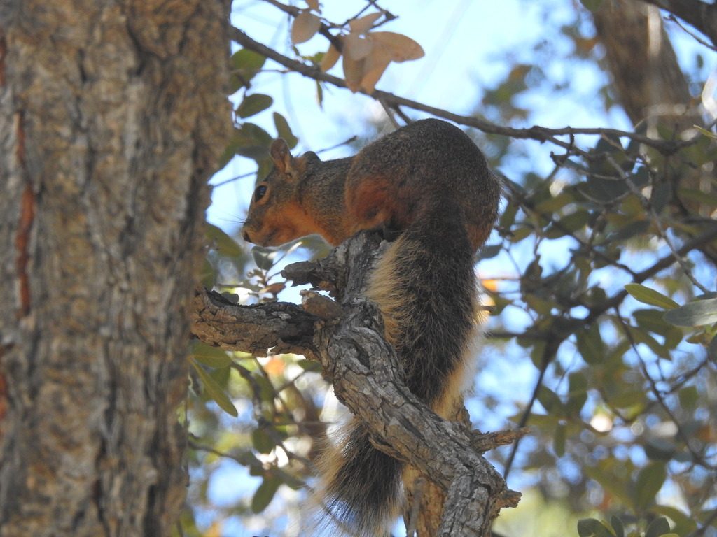 Chiricahua Fox Squirrel reference
