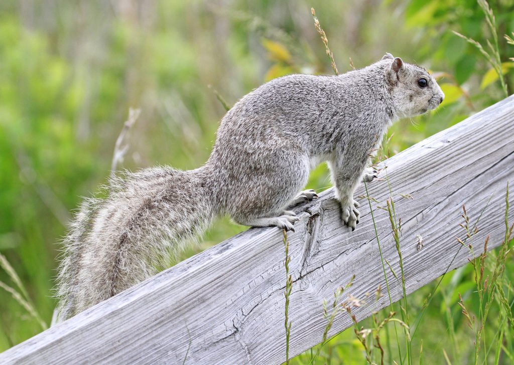 Sciurus niger cinereus reference