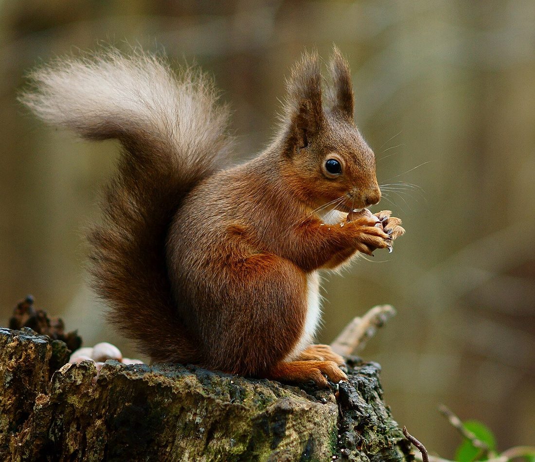Eurasian Red Squirrel reference