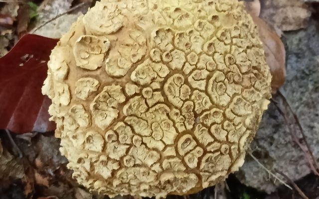 Pigskin Poison Puffball reference