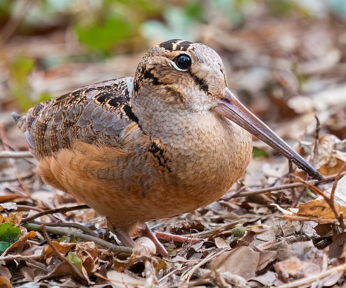 American Woodcock reference