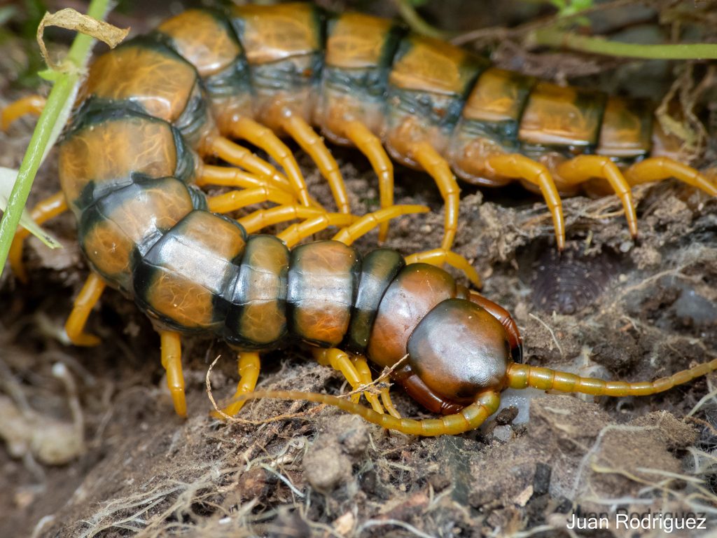 Megarian Banded Centipede reference