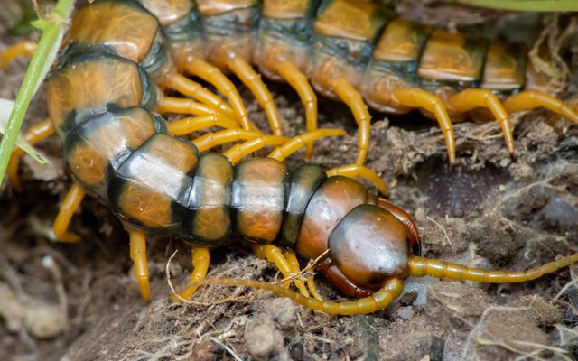 European Giant Centipede reference