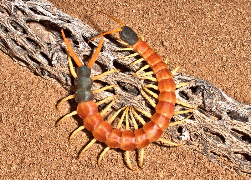 Giant Desert Centipede reference