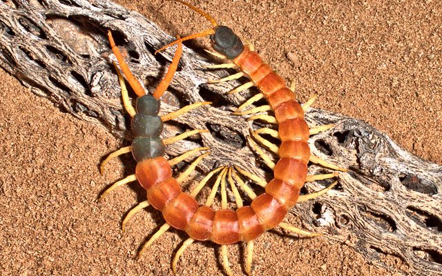 Eastern Red-headed Centipede reference
