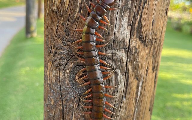 Vietnamese Centipede reference