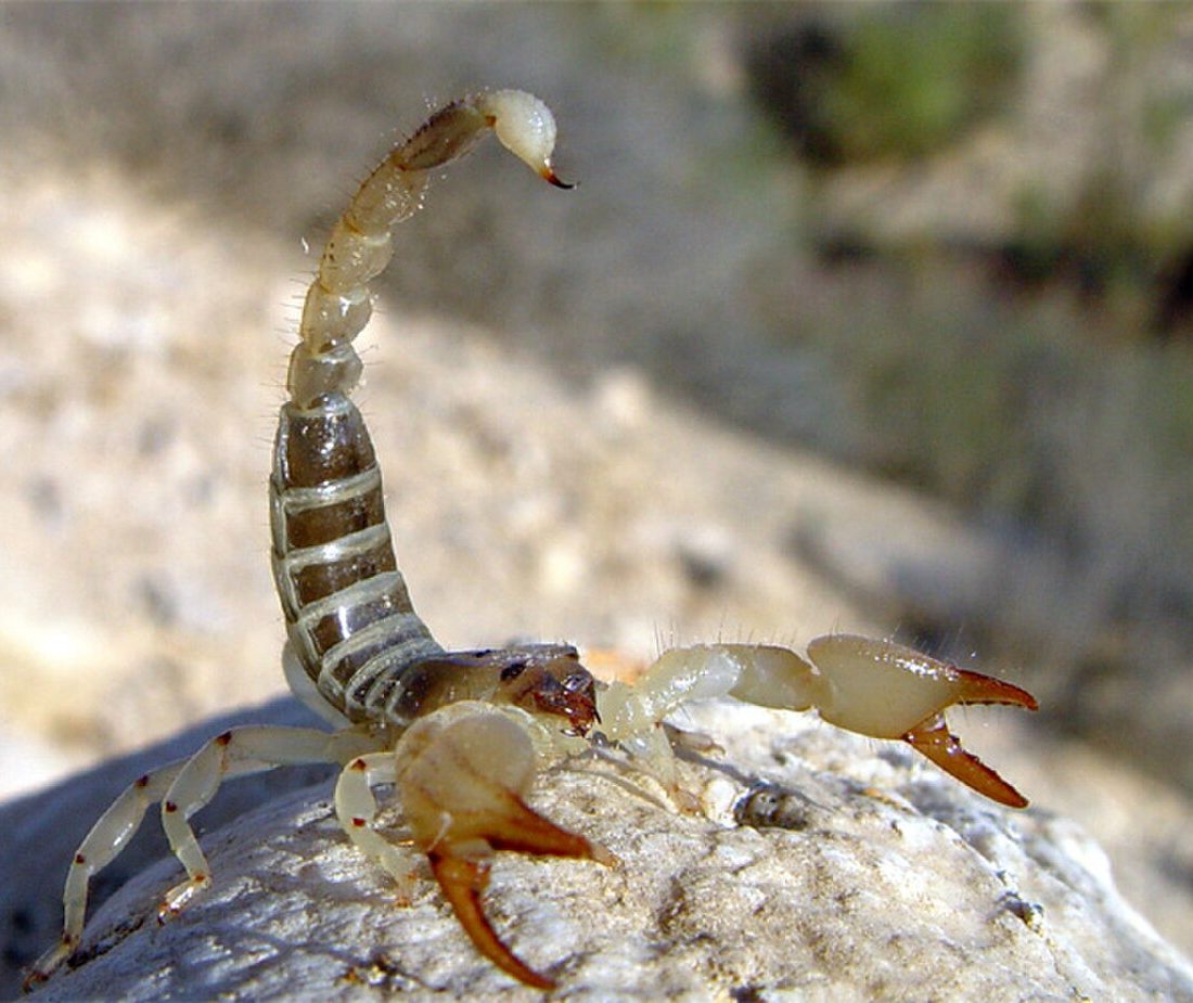 Large-clawed Scorpion reference
