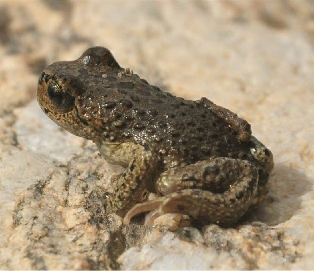 Xizang Alpine Toad reference