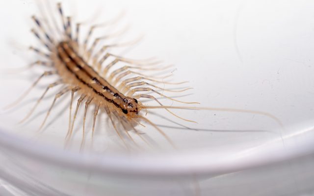 House Centipede reference