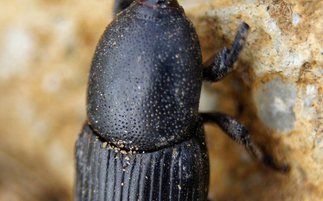 Agave Weevil reference