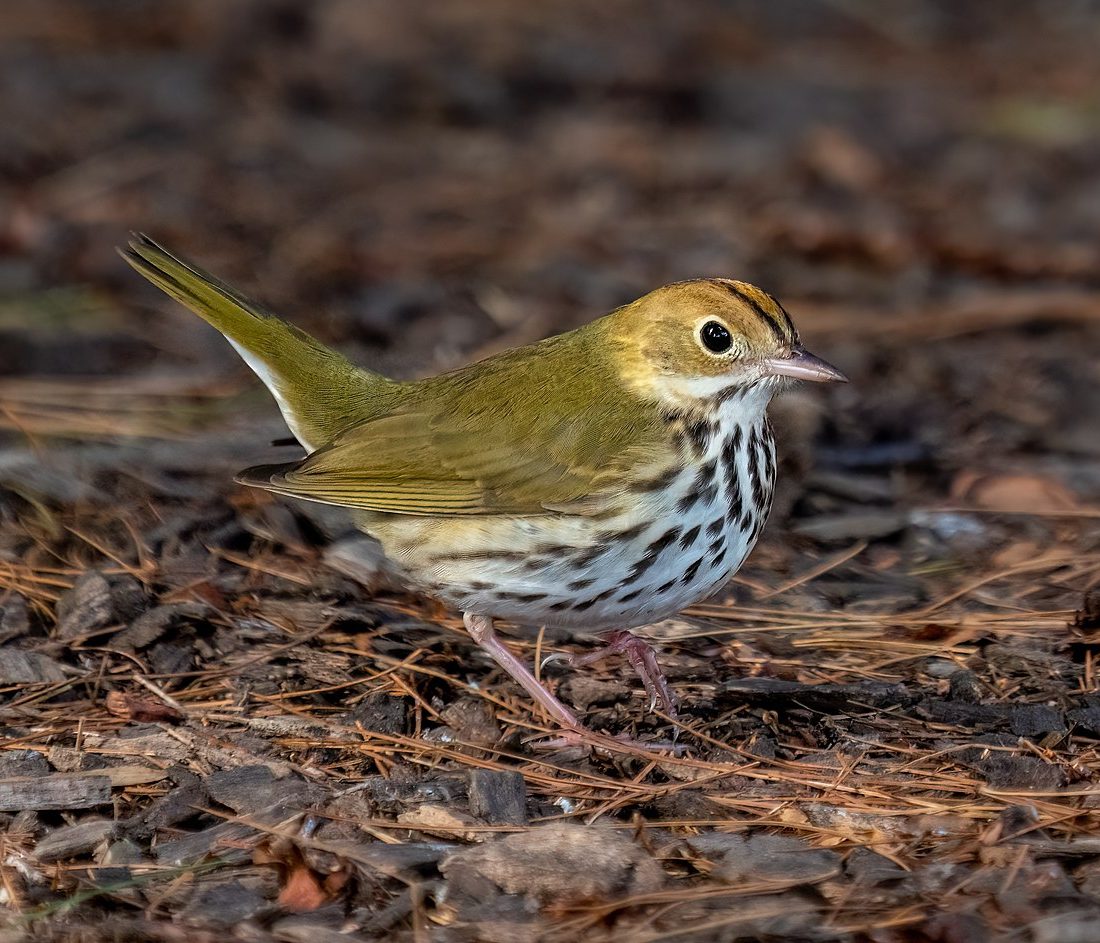 Ovenbird reference