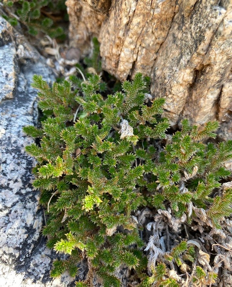 Arizona Spike-moss reference