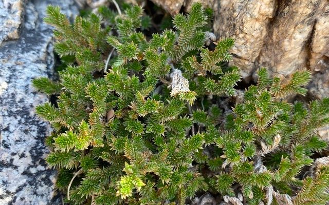 Arizona Spikemoss reference