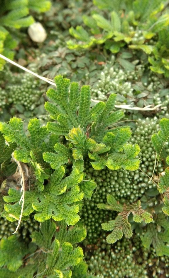 Resurrection Selaginella reference