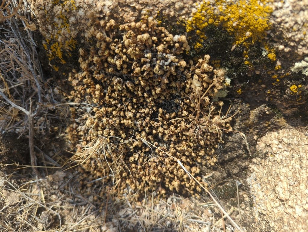 Desert Resurrection Moss reference