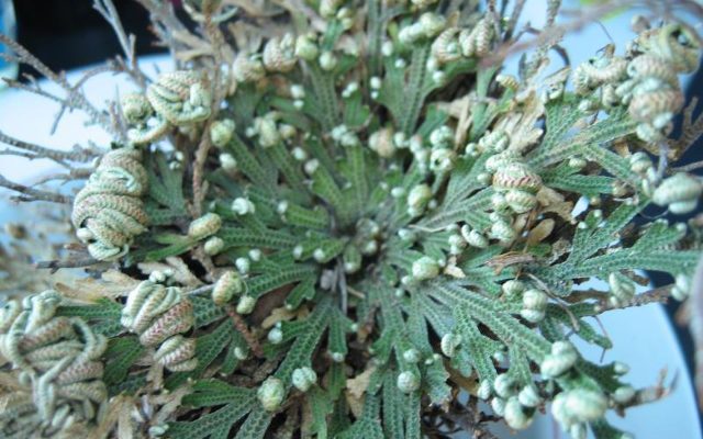 False Rose of Jericho reference