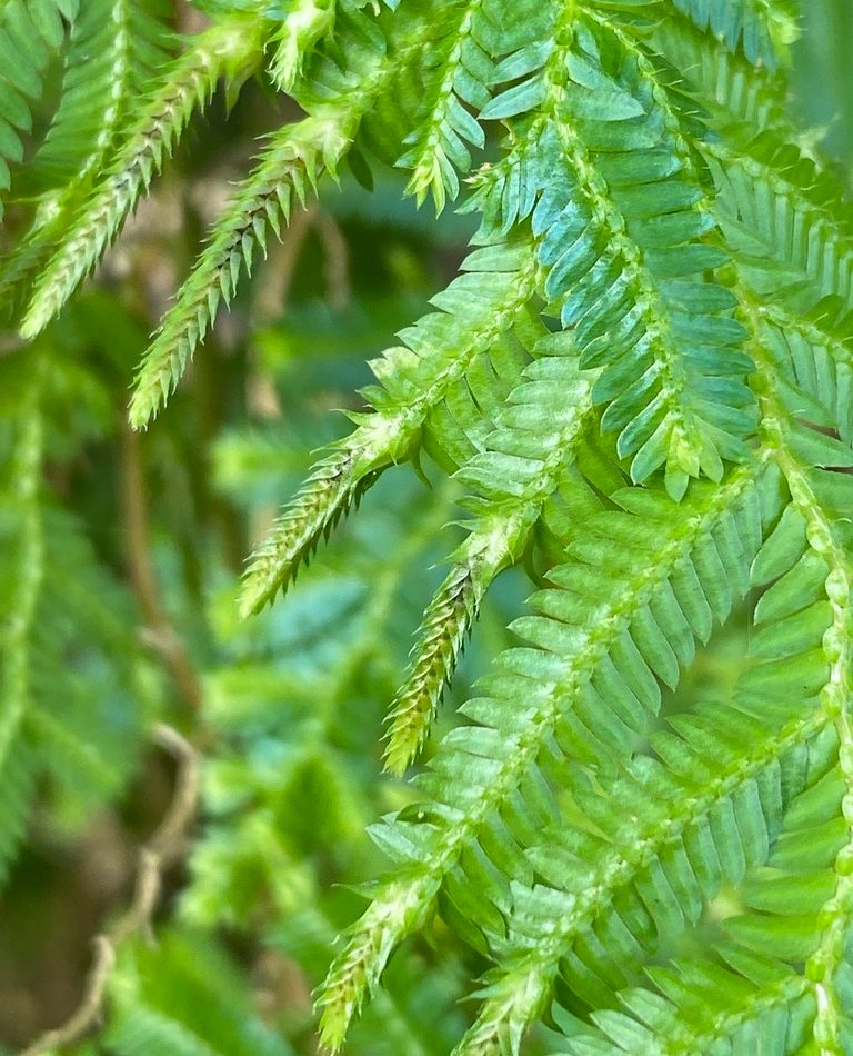 Spikemoss reference