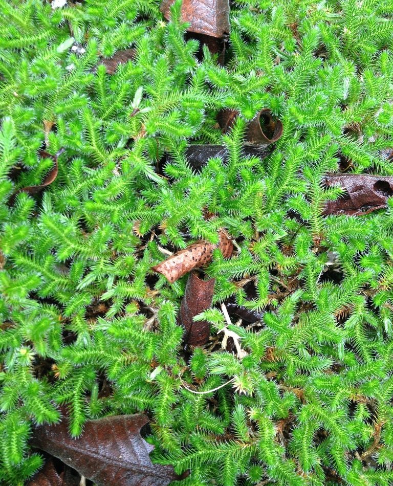 Sellow's Spike-moss reference