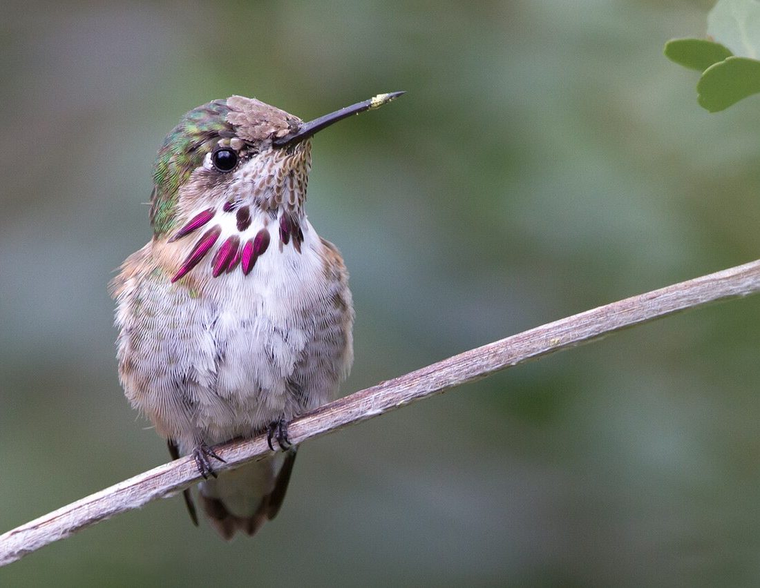 Calliope Hummingbird reference