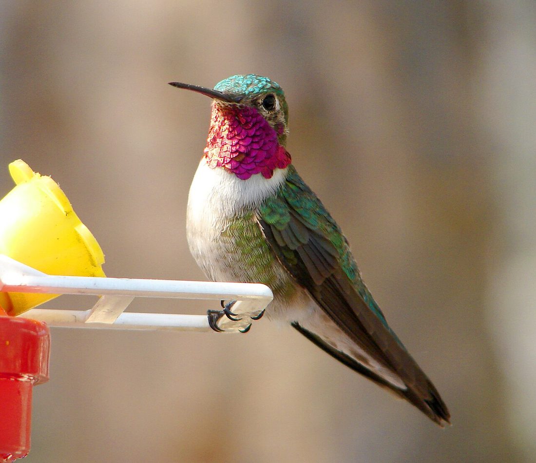 Broad-tailed Hummingbird reference