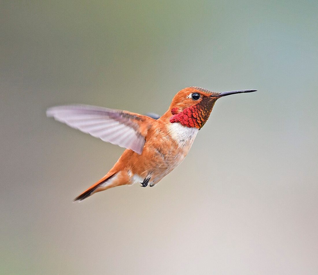 Rufous Hummingbird reference