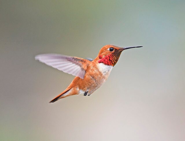 Rufous Hummingbird reference
