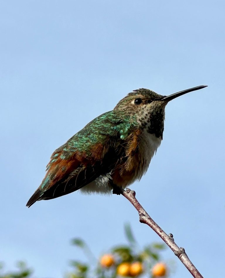 Allen's Hummingbird reference