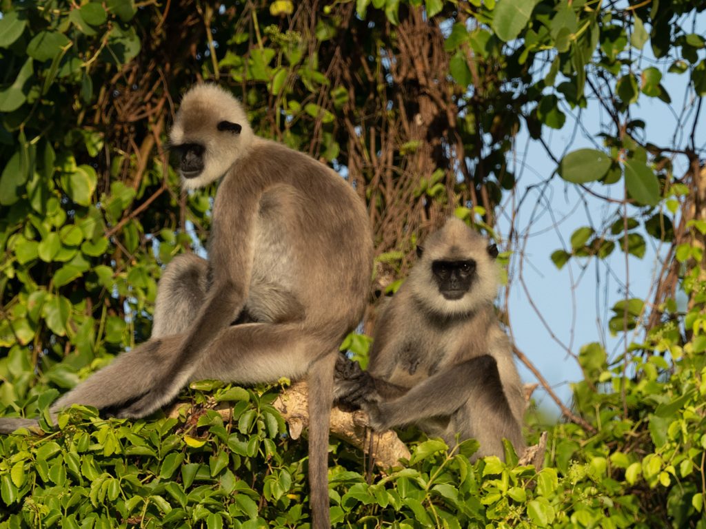 Tufted Gray Langur reference