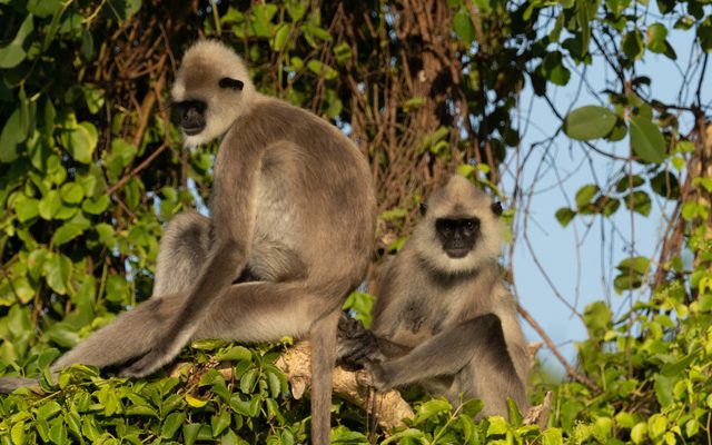 Tufted Gray Langur reference