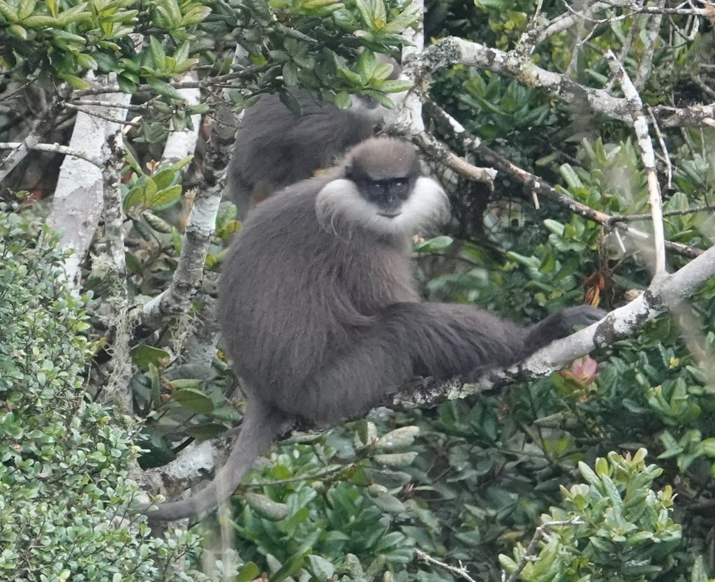 Purple-faced Langur reference