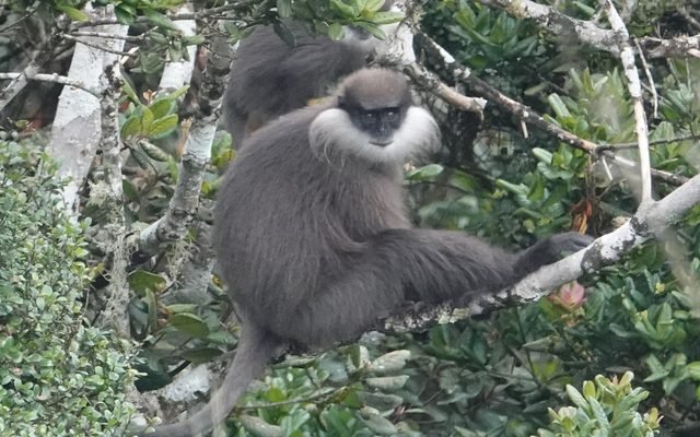 Purple-faced Langur reference