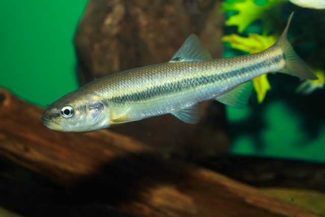 Creek Chub reference