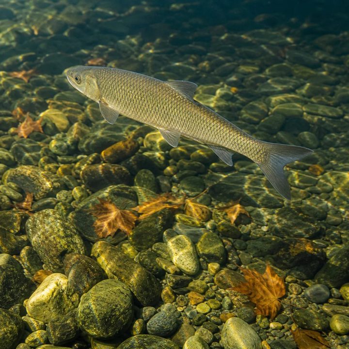 Fallfish