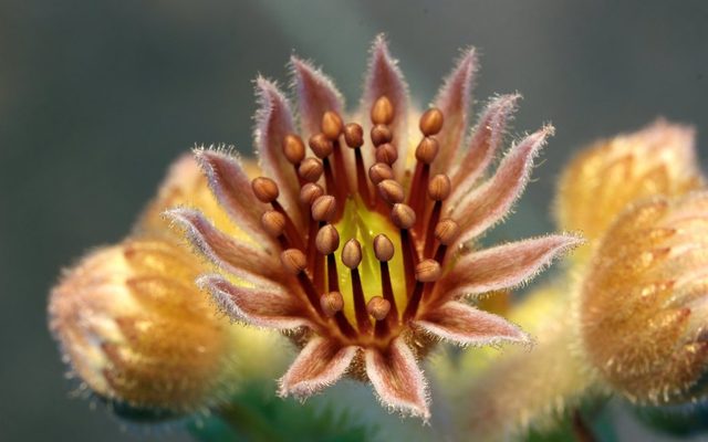 Common Houseleek reference