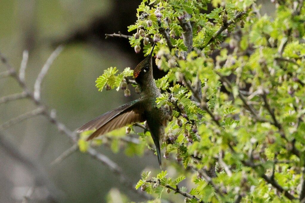 Green-backed Firecrown reference