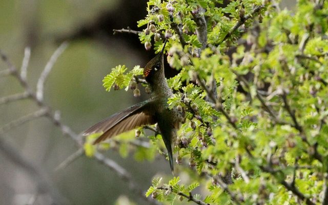 Green-backed Firecrown reference