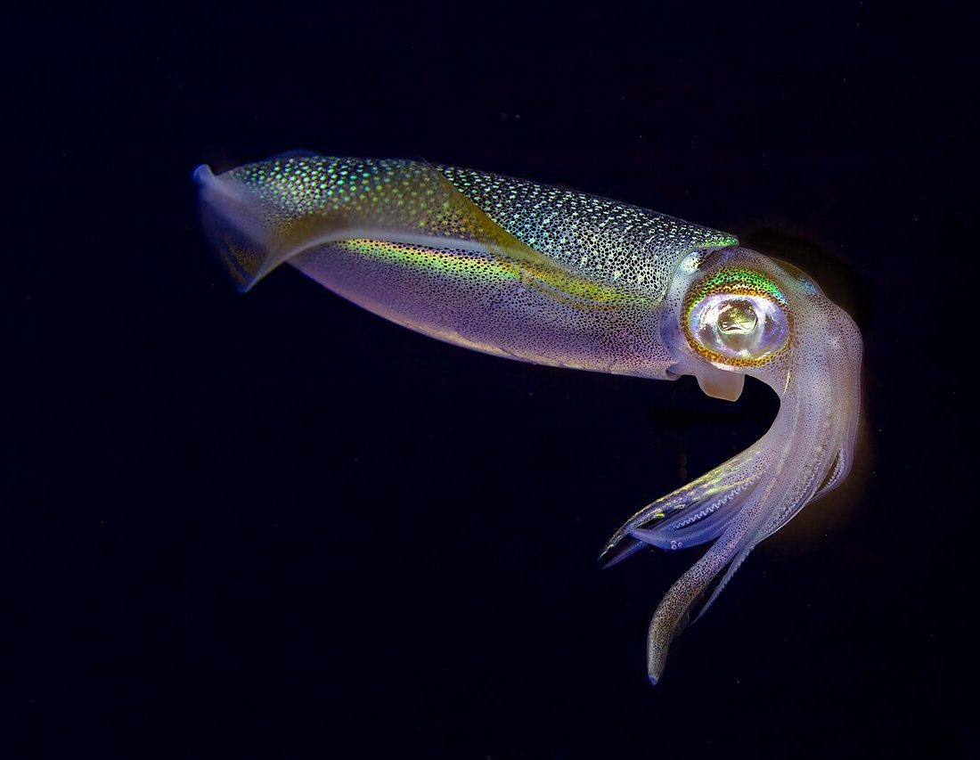 Bigfin Reef Squid reference
