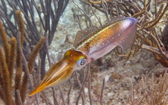 Caribbean Reef Squid reference