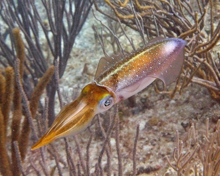 Caribbean Reef Squid