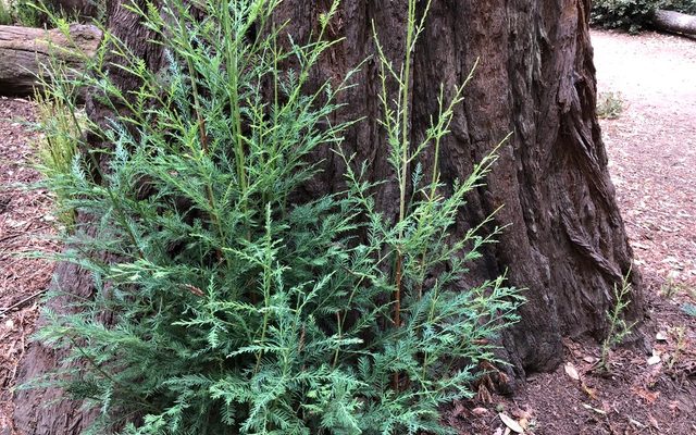 Coast Redwood reference
