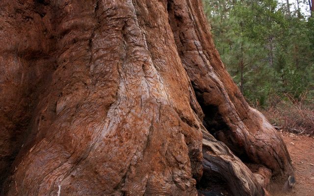 Giant Sequoia reference