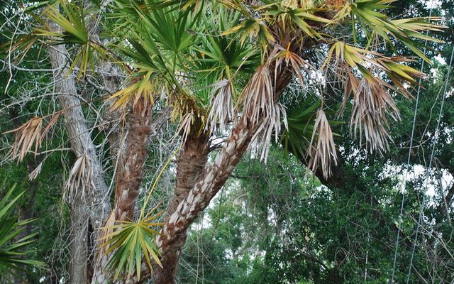 Saw Palmetto reference
