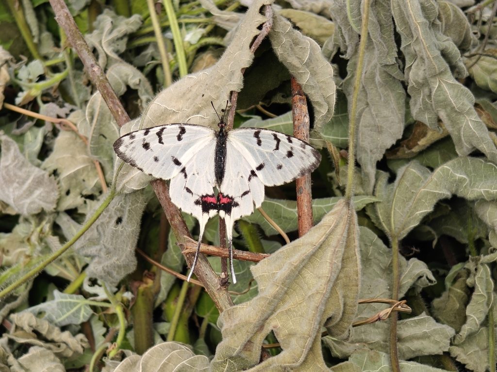 Dragon Swallowtail reference