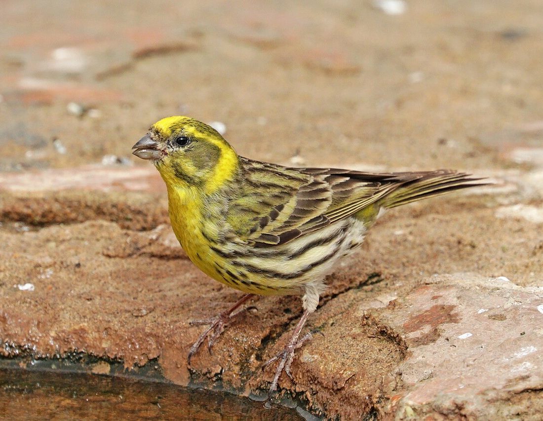European Serin reference