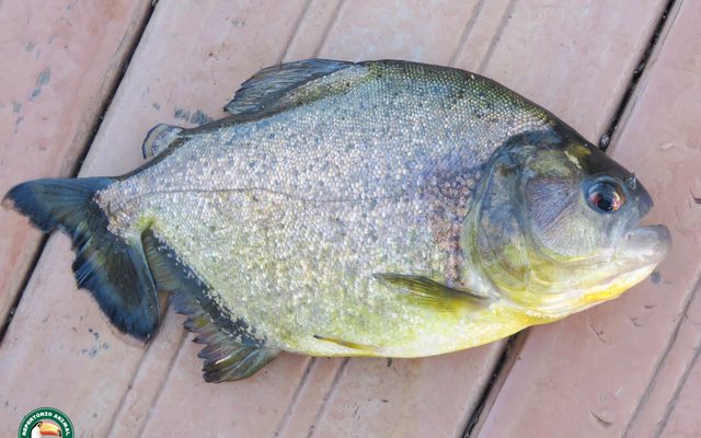 Black Piranha reference