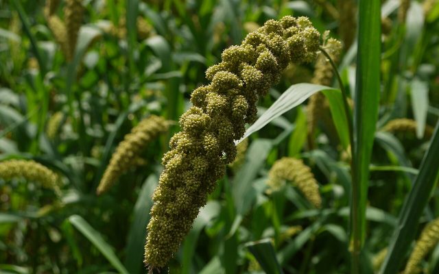 Foxtail Millet reference